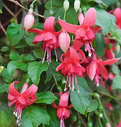 Miniatura 5 de Semillas de flores fucsias Bonsái casero perenne multicolor -100pcs Semillas
