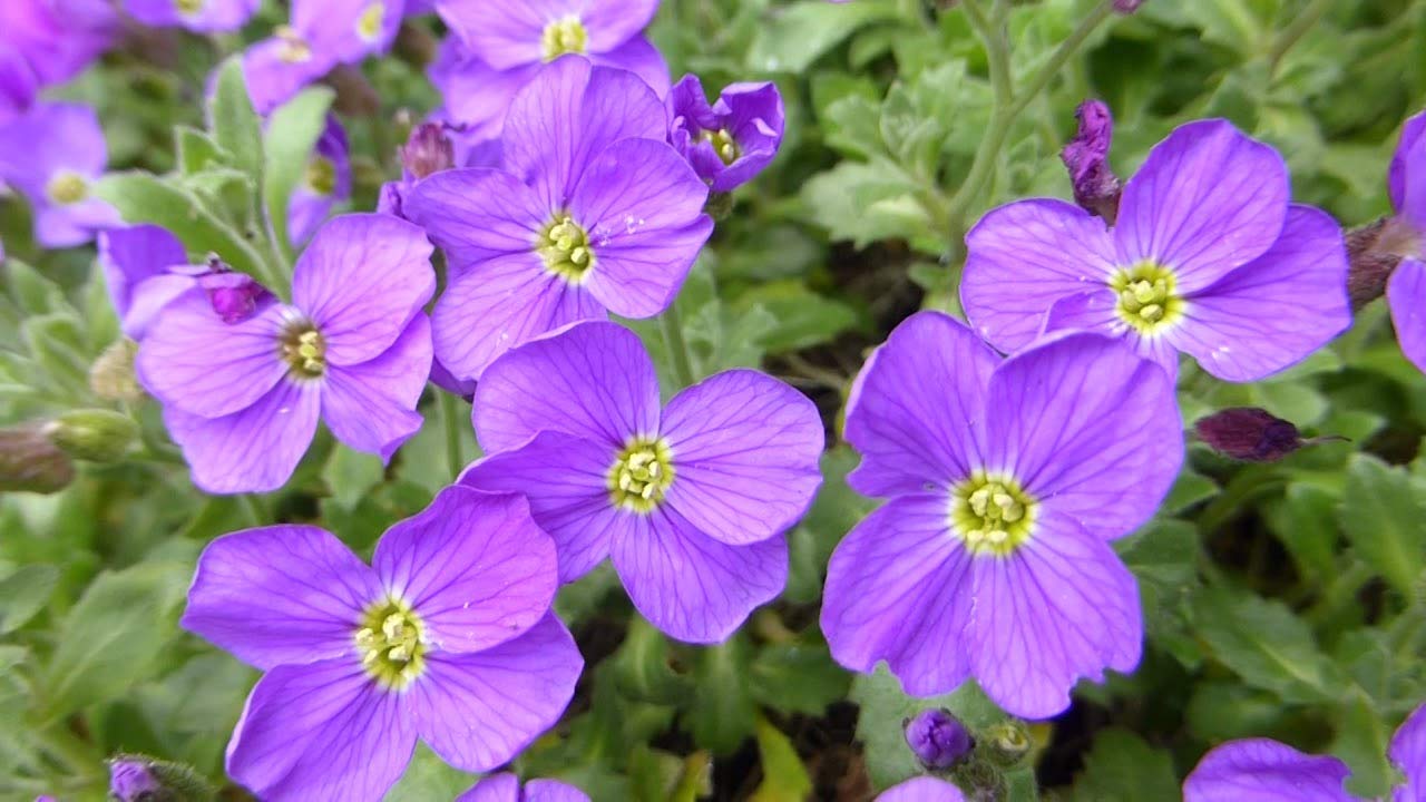 250 Aubrieta Royal Blue Seeds - Aubretia Blue Perennial Seeds