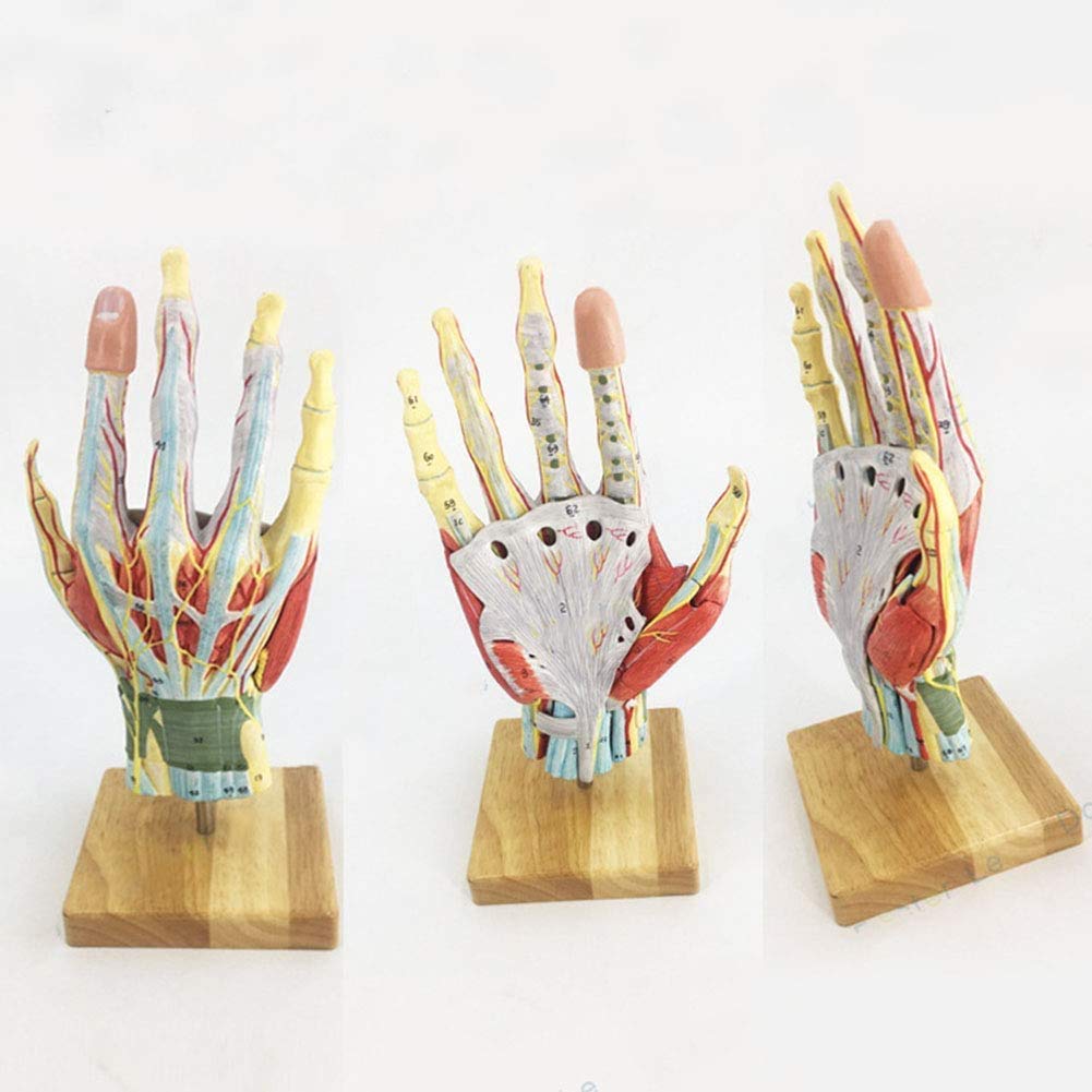 Buy UIGJIOG Medical Grade Hand Skeleton Anatomical Model 7 Parts Human Hand Muscles, Ligaments