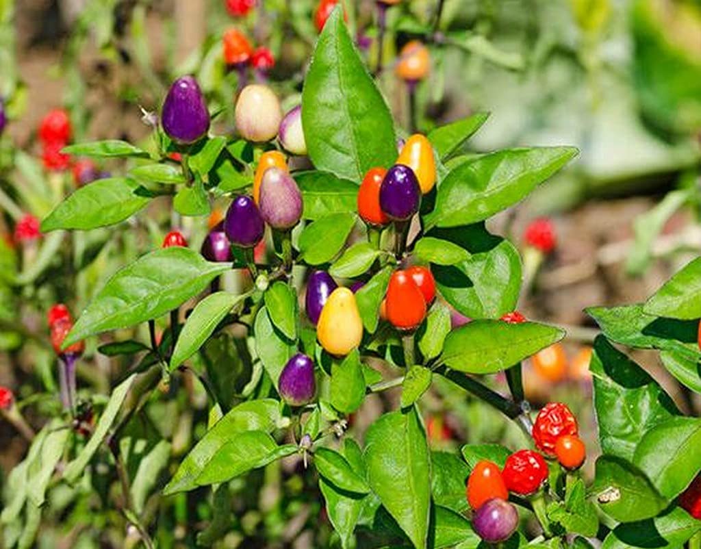 Ohhsome Chilly Chili Hot Peppers Plants Suitable For Pots Ornamental Plant (Healthy Live Plant) (B09HN4247N) Amazon Price History, Amazon Price Tracker