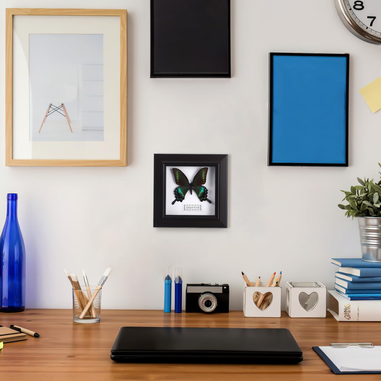 Cadre pour exemplaires de Morpho Bleu Exquis Encadré et monté en Noir pour présenter des curiosités comme décoration de Table à Suspendre