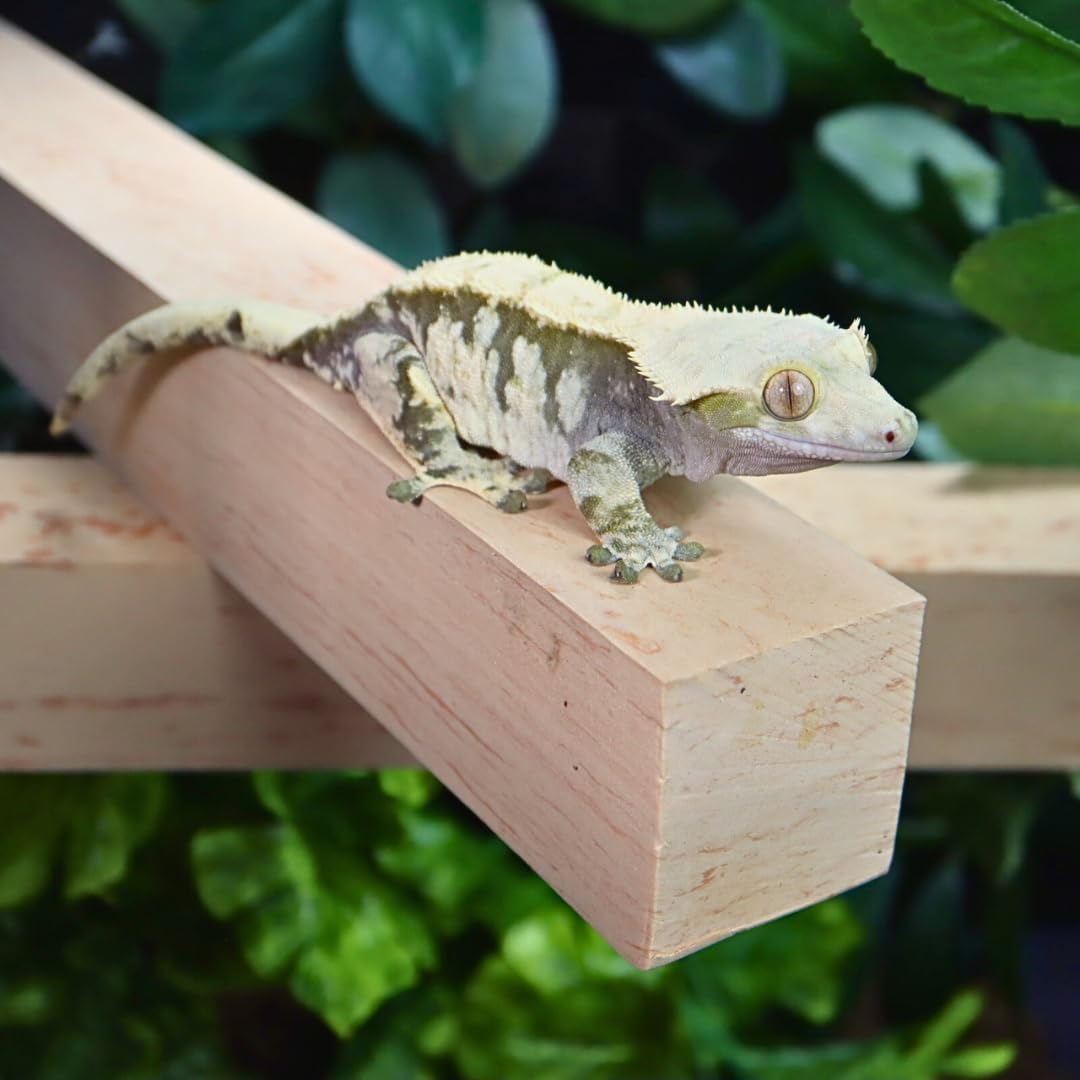 GECKOPIA Reptile Flex Bridge Large (Plain Wood, 18 Inch Long)