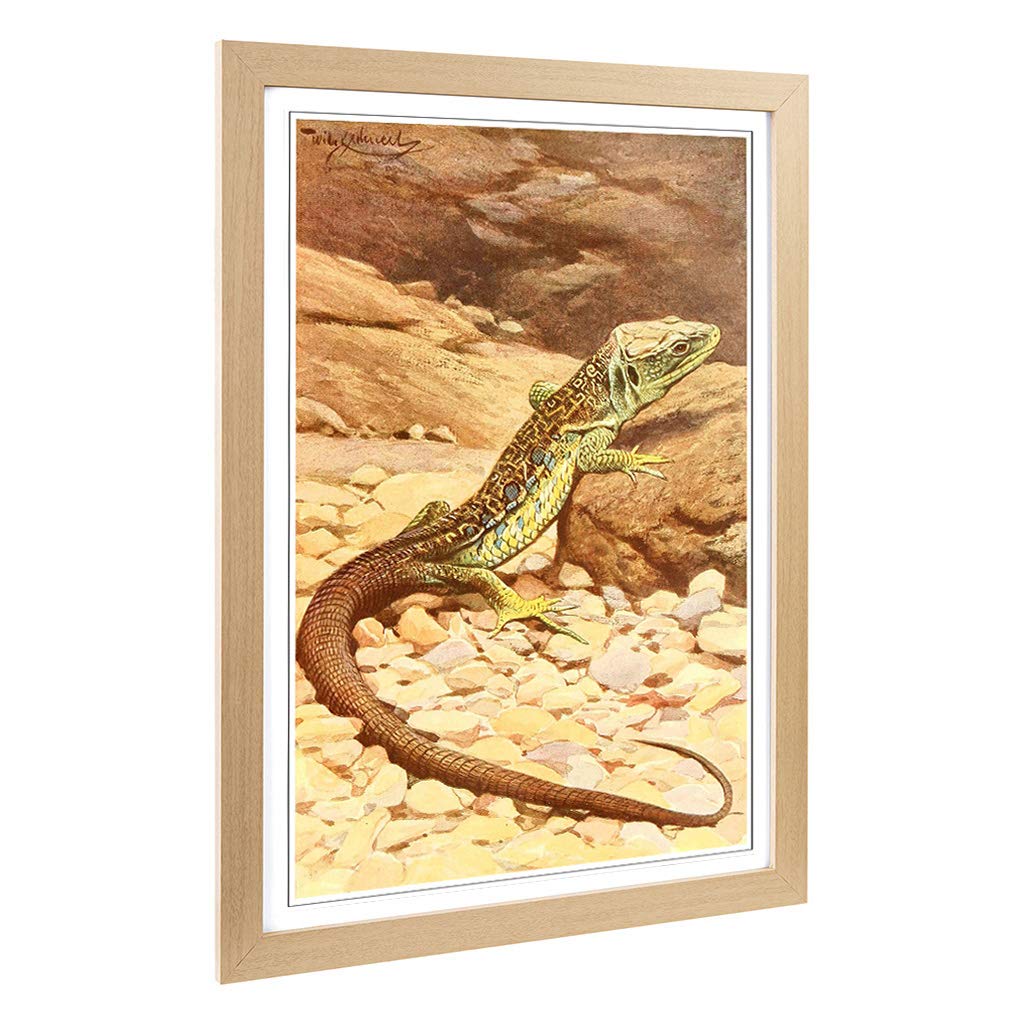 Big Box Art Framed Print of Vintage W Kuhnert Oscellated Lizard Design | Wall Art Picture | Home Decor for Kitchen, Living Room, Bedroom, Hallway, Oak, A2 / 24.5x18 Inch / 62x45cm