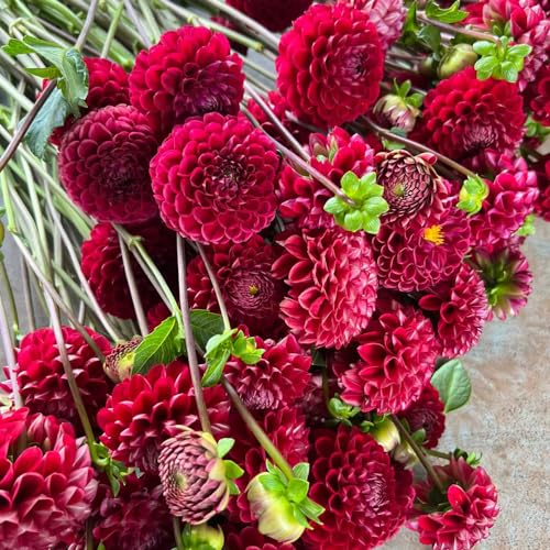 dalia bulbi decorazione degli interni esotica giardino del balcone Letti elevati per il giardino prato di api letto elevato per balcone Copertura resistente dalia 5pcs