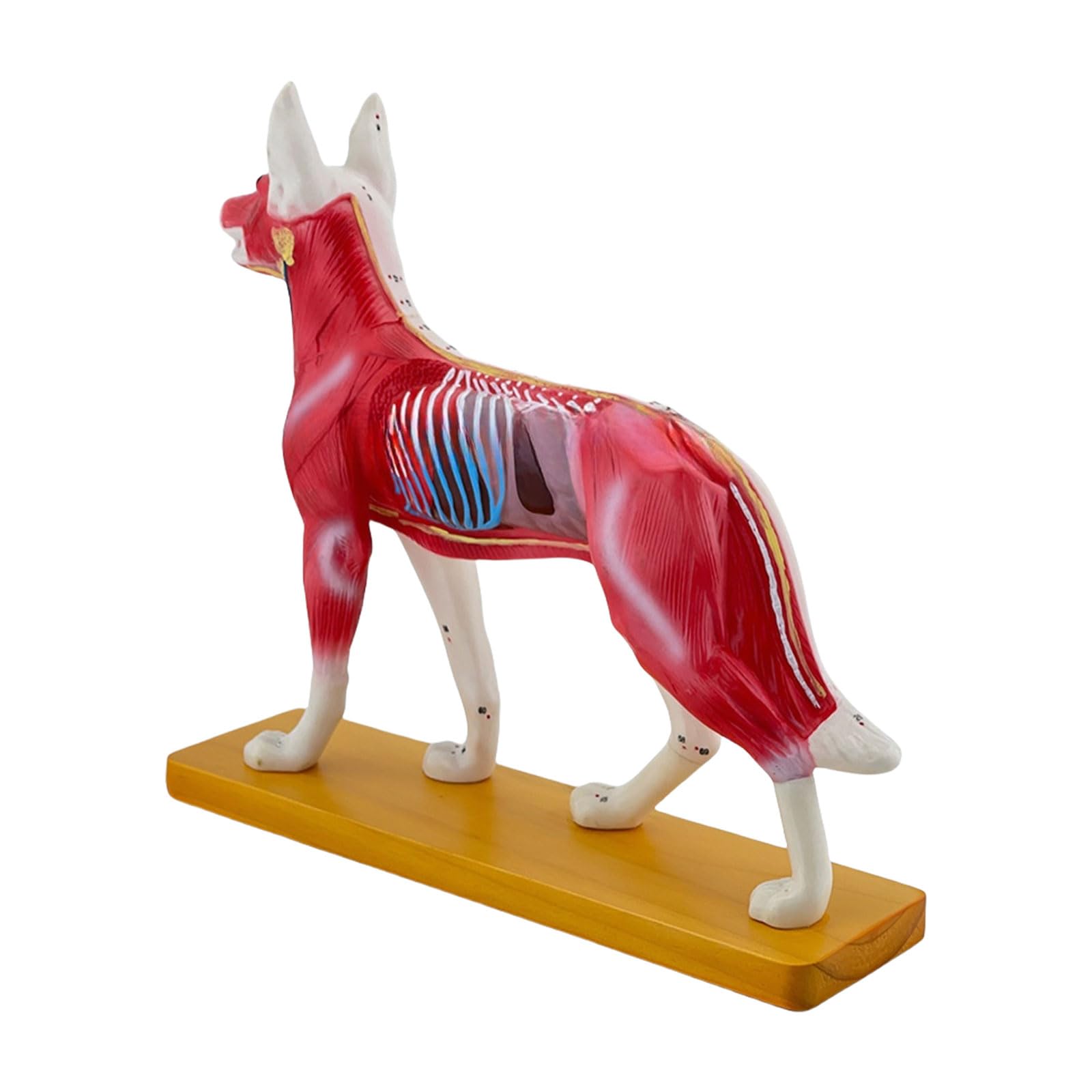 Rbrmhm As The Pic Show Dog Acupunctured Model Dog Anatomical Model Acupunctured Training Model Dog Models Acupunctured Point Model For Dogs