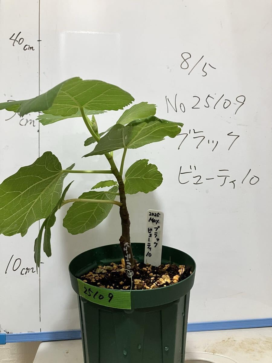 む 【BB10】Black Beauty10 イチジク挿し木苗 イチジクの良苗。Black