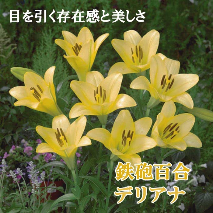 ＮＡＯ　ユリ球根　15球 61DHbrV+Z3L._UF350,350_QL80_.jpg