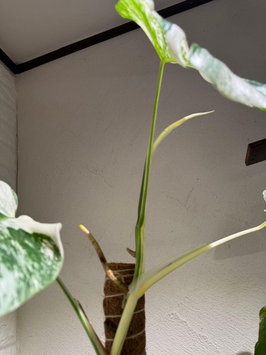 オペルクリカリア パキプス 実生4年 鉢ごと発送 実生4年目】オペルクリ