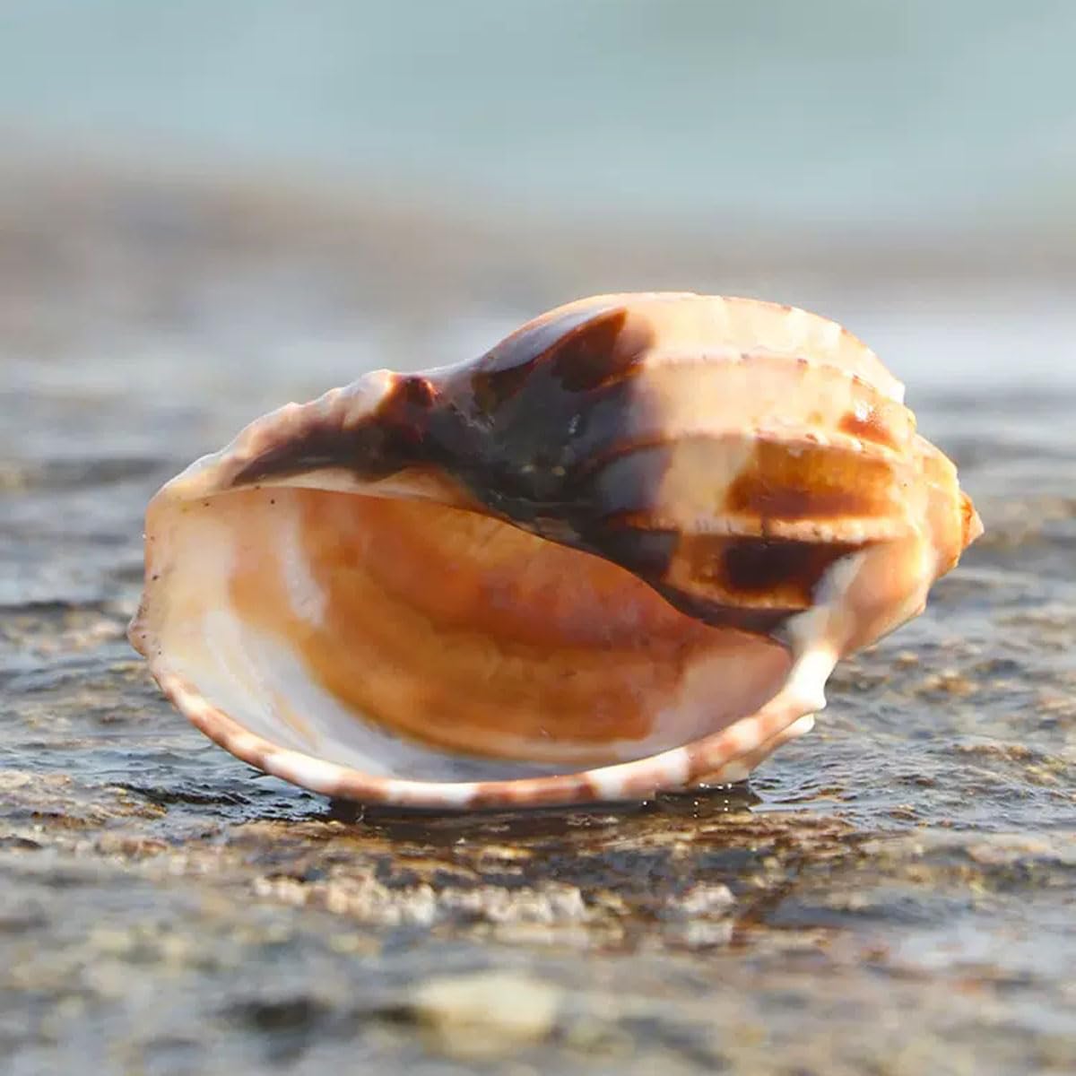 Muschelmuschel