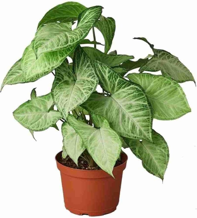 GOOD HOMES Syngonium Plant (Arrowhead Plant) – Live Decorative Indoor Foliage Houseplant | Easy-Care, Air-Purifying Plant for Home, Office & Gifting (PACK OF 1 HEALTHY POTTED PLANT)-image-3