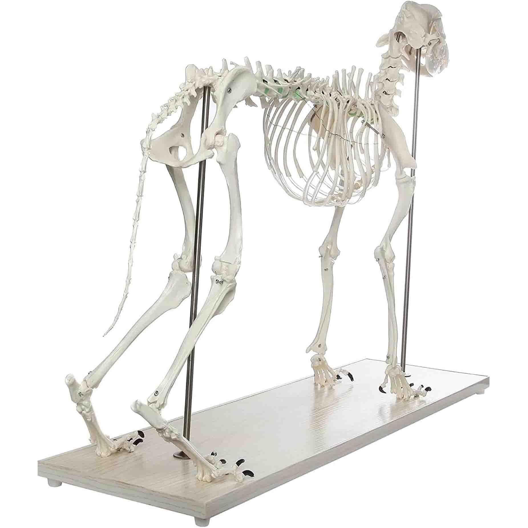 Model szkieletu dużego psa – medyczny model anatomiczny psa | Animal Specimens Dog Skeleton Anatomy 93 * 38.5 * 82.5 CM Professional Veterinary Model on Base