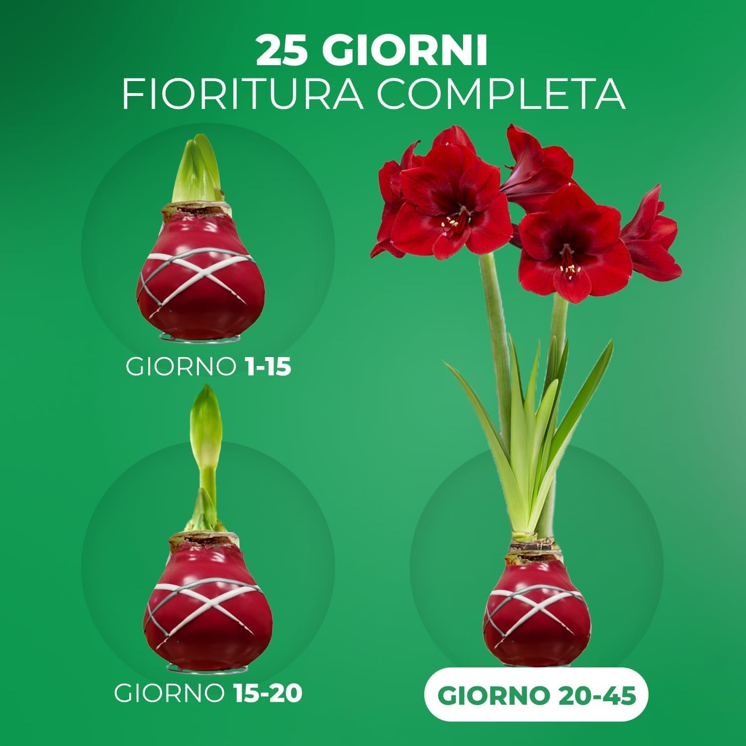 Bulbi di Amaryllis Cera Rosso Striato - 2 Bulbo da Fiore