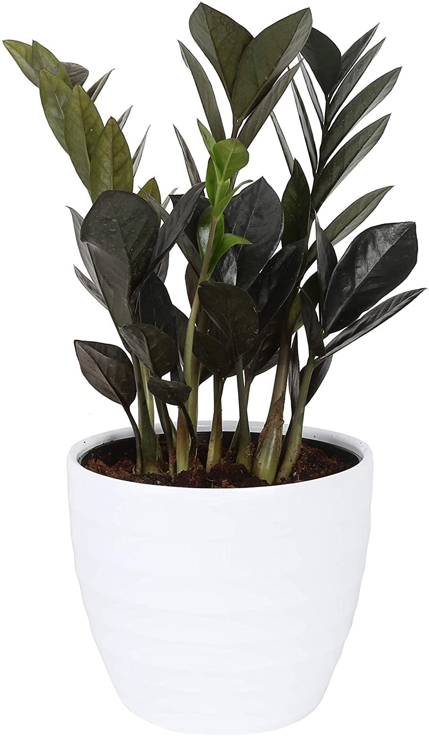 Garden Art Black Zamia Zamioculas Zamiifolia " Raven" Succulent Rare Exotic Live Indoor and Outdoor Plant ZZ Black Air Purifier Plant(pack of 1) (INDOOR, BLACK ZAMIA) (B0B8ZKMN59) Amazon Price History, Amazon Price Tracker