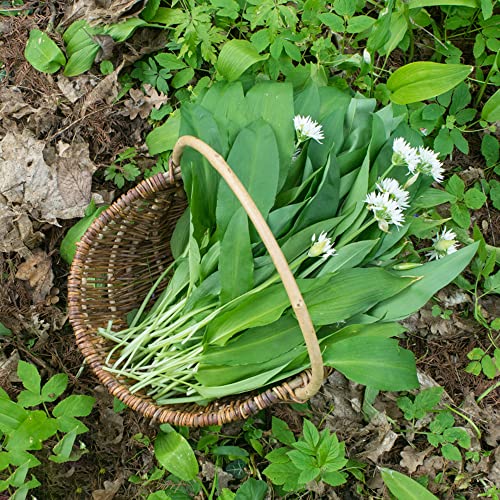 semi di Aglio Orsino estate aglio selvaggio primavera balcone parterre cucina selvaggio giardino medicinali giardino 500pcs