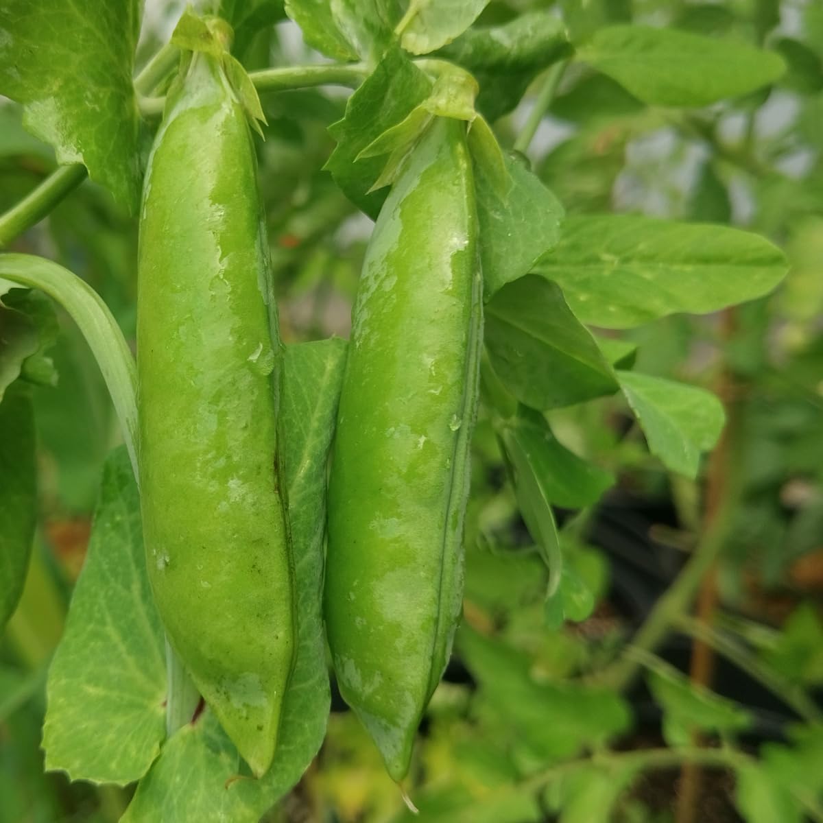 Groch siewny ozimy 'Sima' (Pisum sativum) ok. 50 nasion ekologicznych Rzadka odmiana Uprawa ozima