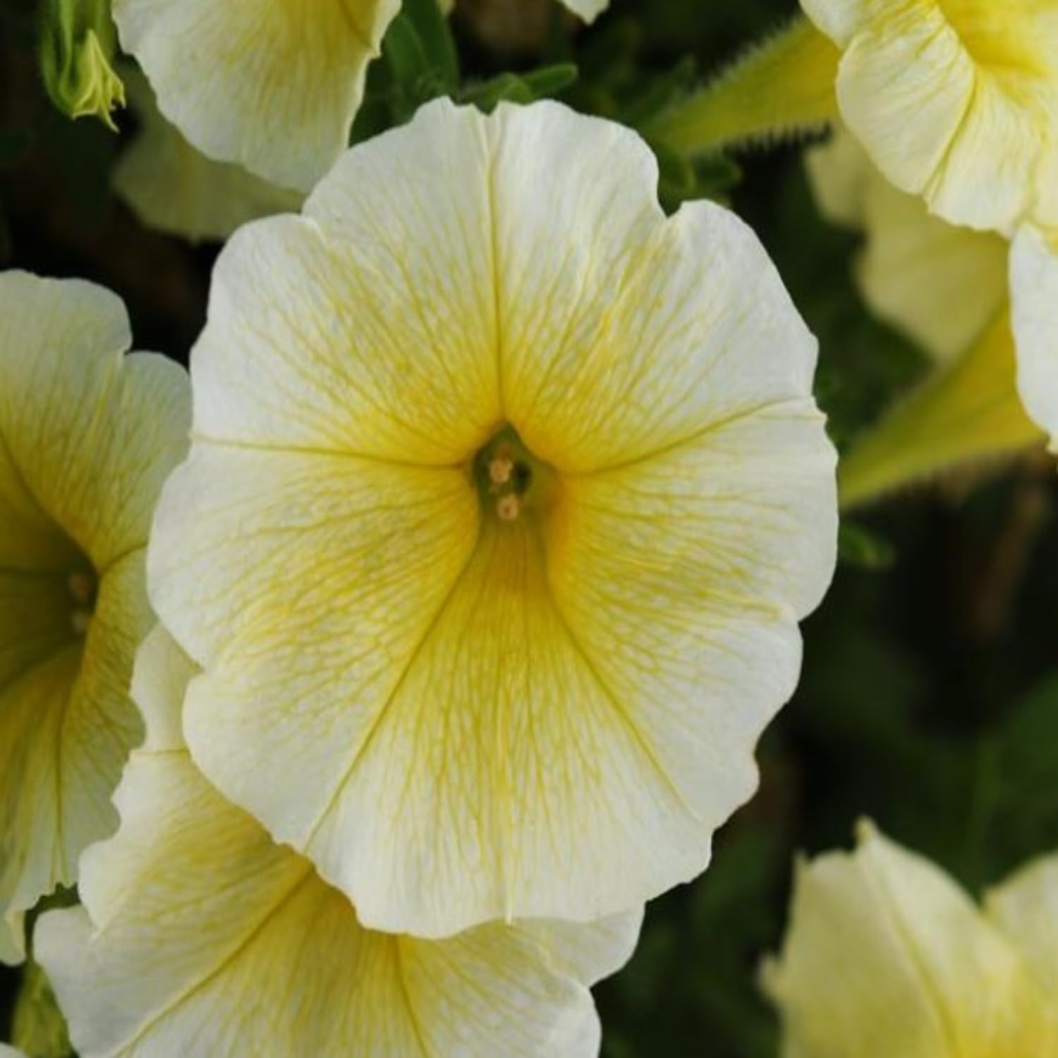 Easy Wave Series Petunia Seeds