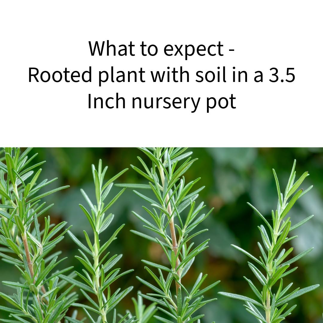 Amazon.com : ARP Rosemary Plant, Cold Hardy Herb, 3.5 Inch Pot