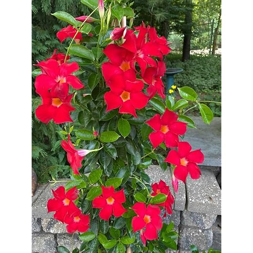 Live Red Dipladenia Flowering Vine