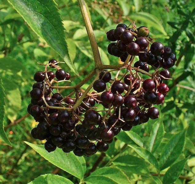 See full amazon price history chart for Mphmi American Elderberry, Sambucus - Plant Mphmi American Elderberry, Sambucus - Plant (B08SWPLS87) Amazon Price History, Amazon Price Tracker