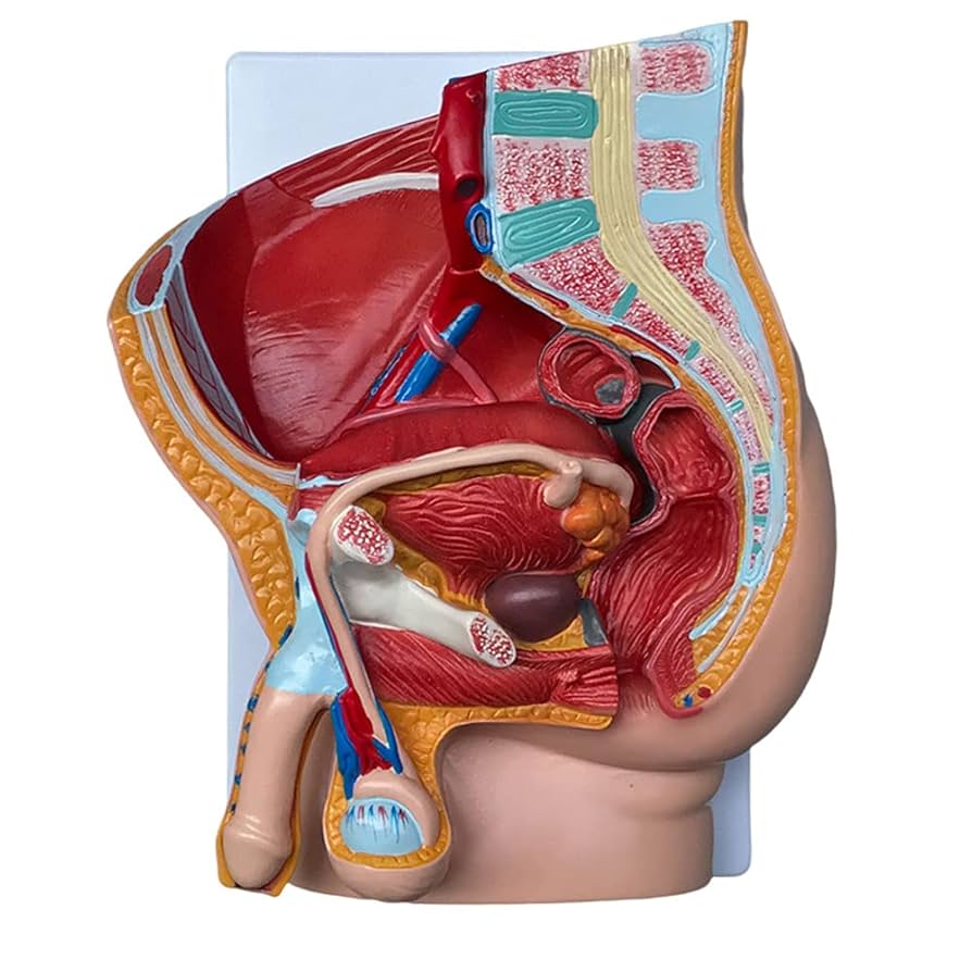 ゆー　モーション解剖アトラス 下肢・骨盤 メジカルビュー社｜整形外科｜モーション解剖アトラス 脊椎