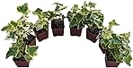 Gold Child English Ivy Plants, Set of 8, Hardy Groundcover, 2 1/4