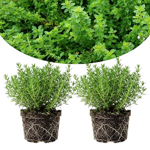 Pack of 2 Thyme Plants Live Green Thyme Live Plant Edible and Fragrant Herb 5 to 7 Inches Tall Ideal for Garden and Container