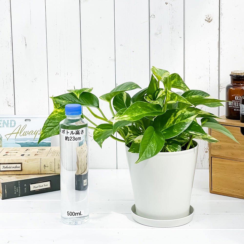 Amazon｜PLANCHU 観葉植物 ポトス ゴールデン 5号鉢 受け皿付き 育て方