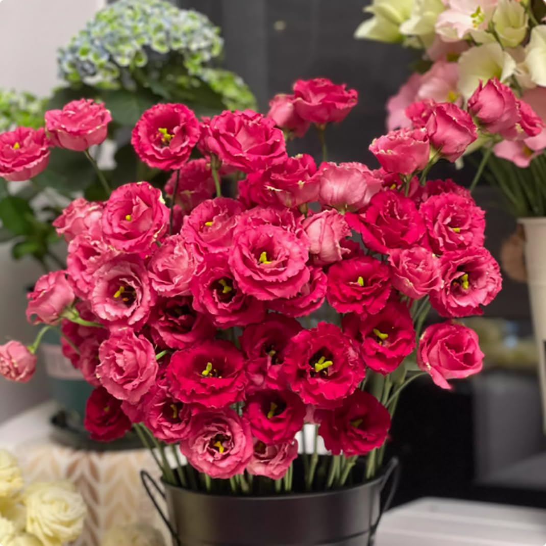 300 szt. Samen Eustoma, Eustoma Grandiflorum Samen, Mischung Eustoma Samen, Bunt Eustoma Samen, Geeignet Zum Pflanzen w Garten und Balkon