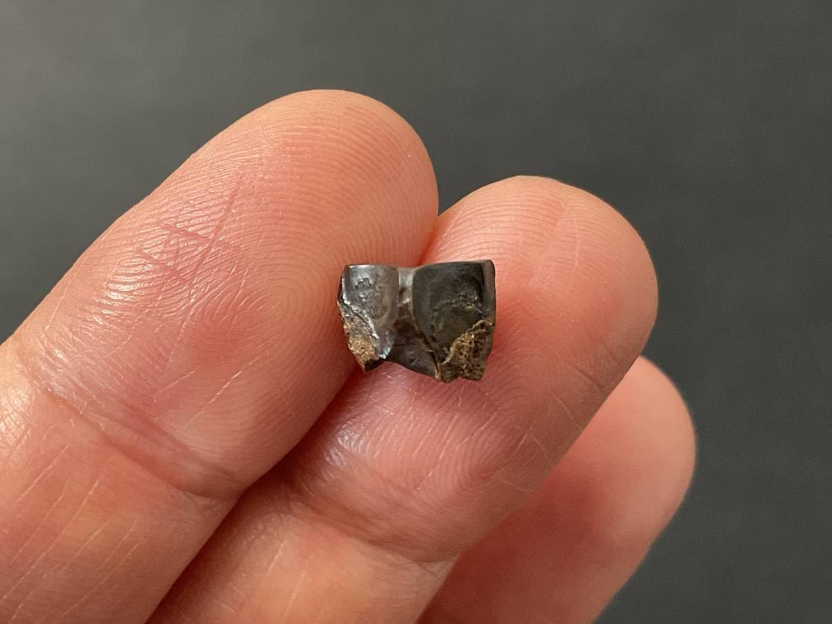 Amazon.co.jp: 恐竜歯化石エドモントサウルス[ED36]恐竜の歯恐竜の化石