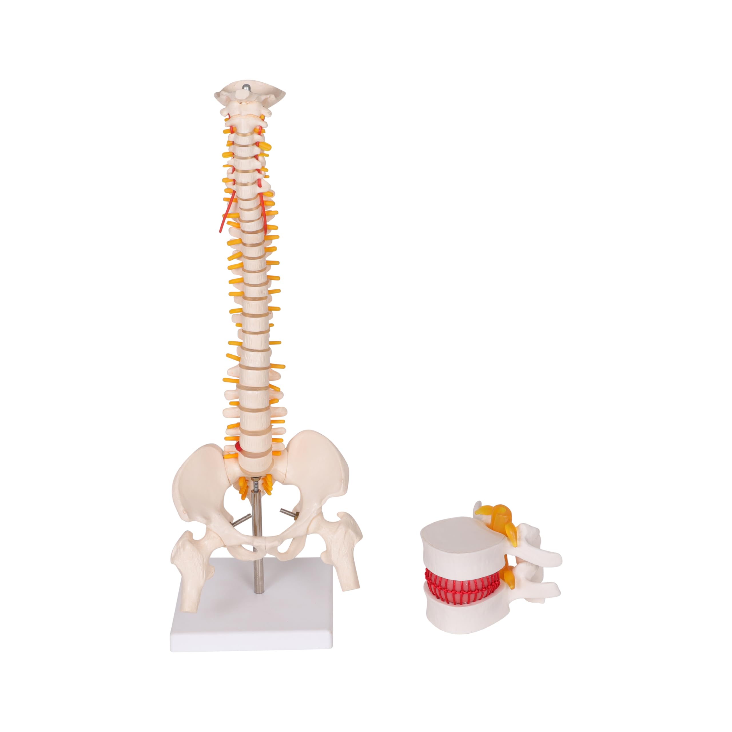 KKI 45cm Tall Adult Human Spine with Vertebrae Herniation Disc simulator Anatomical Bone Model Perfect for Medical Professional | Set of 2
