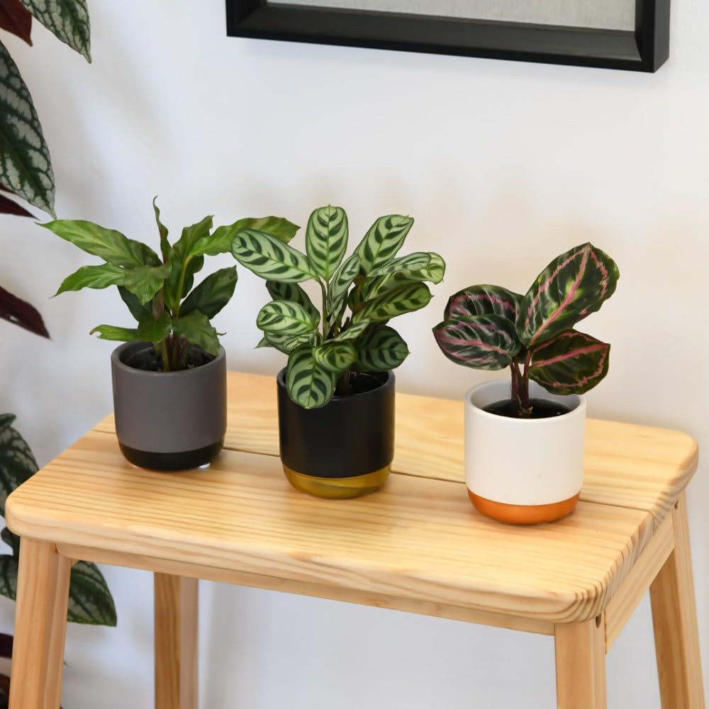 Calathea makoyana Starter Mix - Tender Perennial - Colourful Foliage Houseplants with Air-Purifying Benefits - Easy to Grow - Ideal Indoor Display - 6X 6cm Potted Plants by Thompson and Morgan (6)