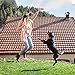 Cielbleu 10 stück Hund Quietschspielzeug für kleine, Hundespielzeug Welpenspielzeug, Haustier Hund Plüsch Spielzeug, Obst Snacks und Gemüse kauspielzeug für kleine Mittelgroße Hunde