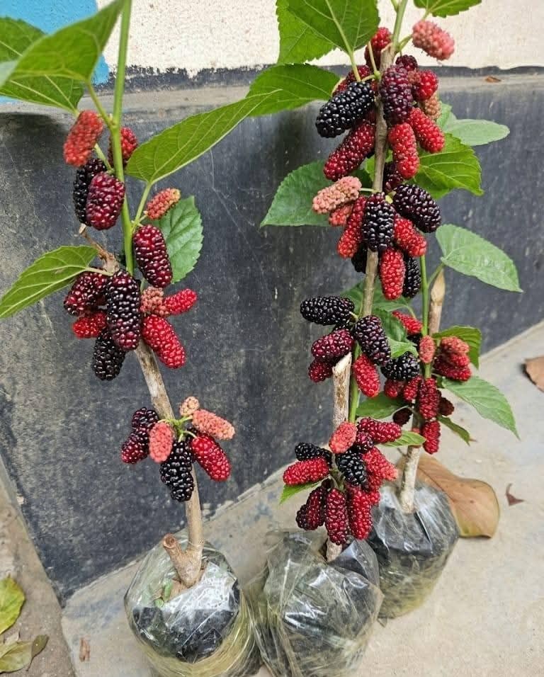 Image of All time Special Sweet And Healthy Mulberry /Shahtoot Fruit (Cutting /Grafted) Live Plant | Fruiting after 2-4 month