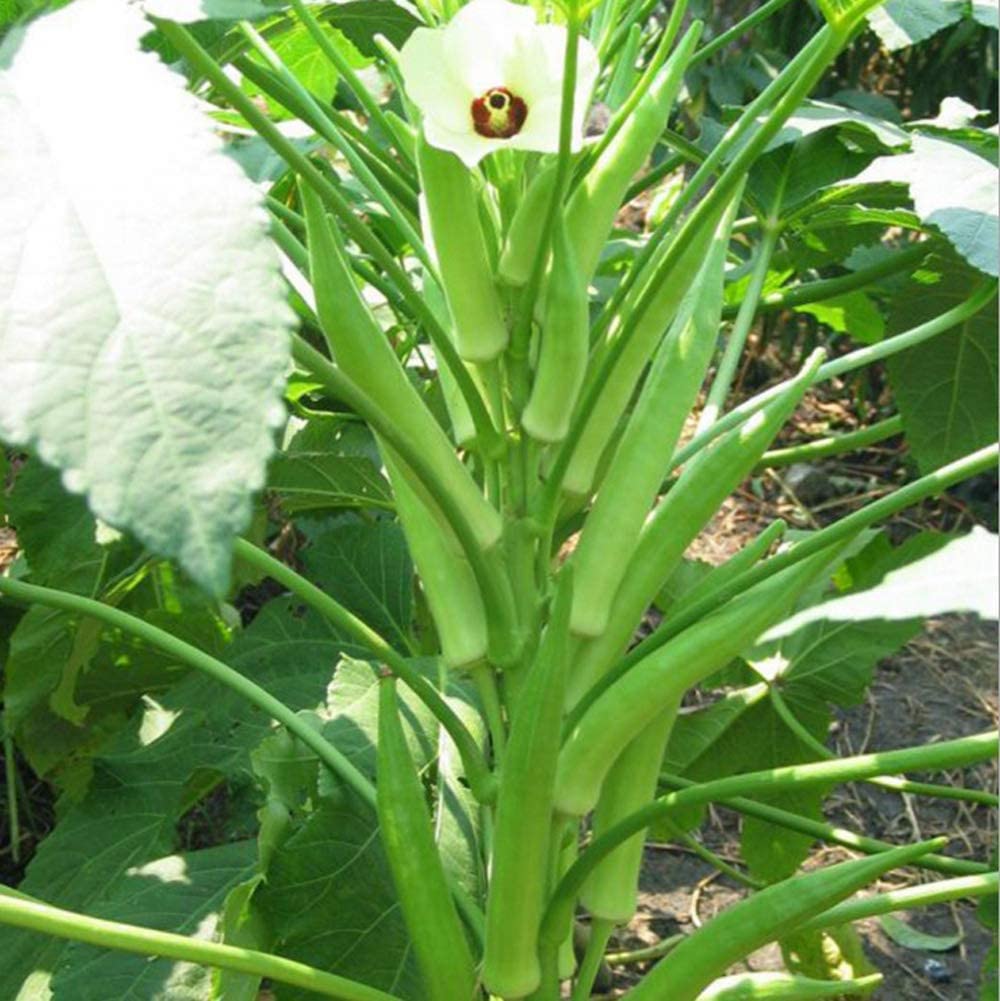 MYLAWN Ladies Finger/Bhindi/Okra Seeds-K471O-200Seeds (B0BQS8HVGM) Amazon Price History, Amazon Price Tracker