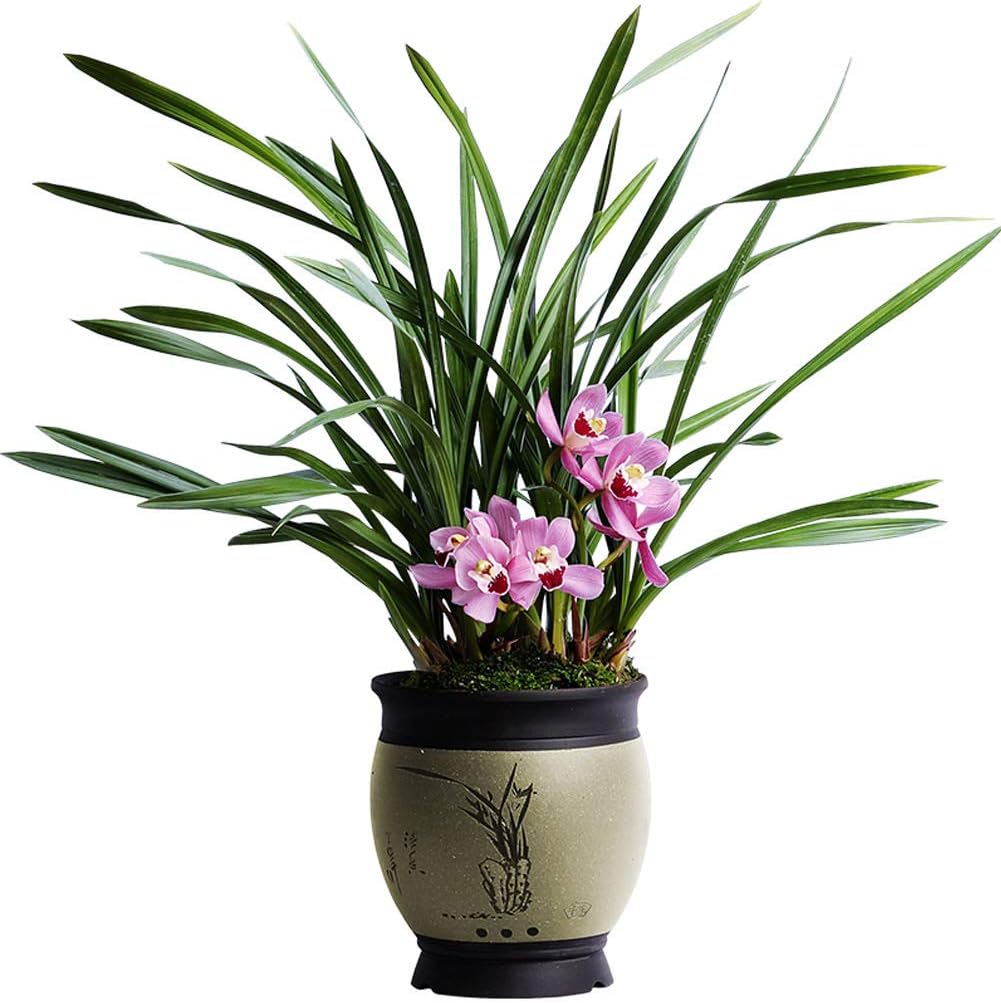 Orchid Cymbidium Plant Fragrant Pink Flowers 1 Plant for Window, Yard, Garden(Lucky Girl)-Shipped Without Flowers
