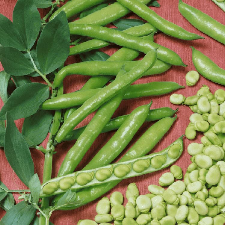 PLANTOGALLERY Vegetable Seeds | Fava Beans F1 Hybrid Seeds For Home Gardening (40 seeds pack) (B09BFZLBCS) Amazon Price History, Amazon Price Tracker