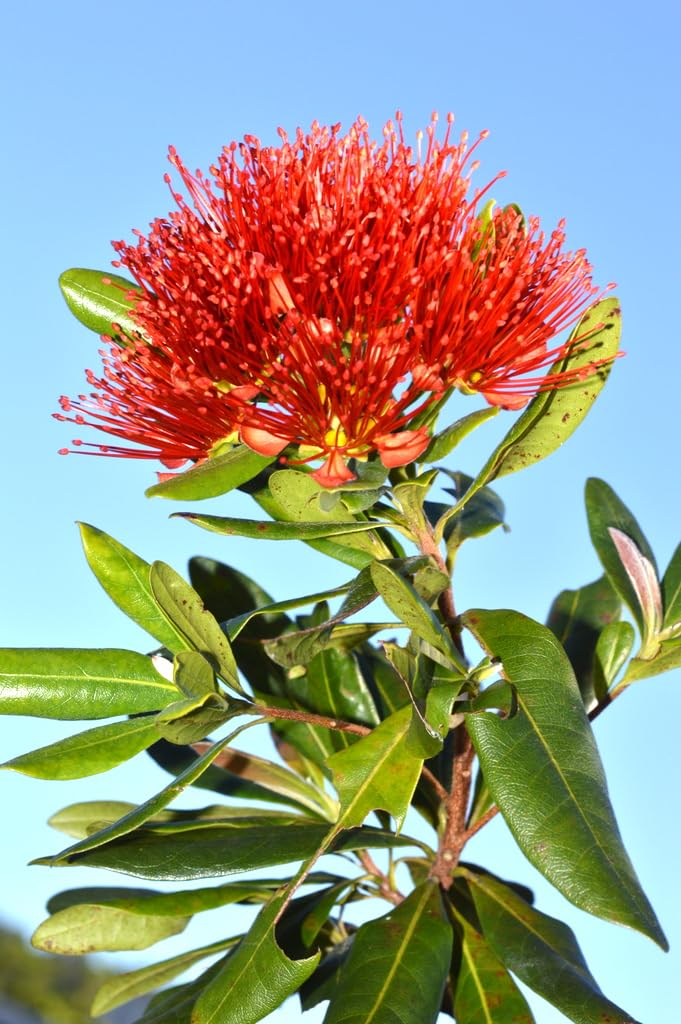The Gifti ® Rare Red Panda First Love (Xanthostemon chrysanthus) Red First Love Fragrant Flower Plant For Home/Balcony Garden Healthy live Plant (B0CN4VK4WD) Amazon Price History, Amazon Price Tracker