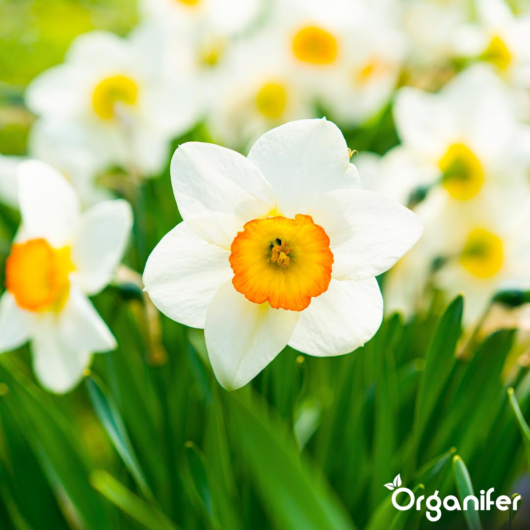 Fertilizante Líquido - 5x1L - Para Narciso - NPK 3-4-3 | Flores Largas Y Plantas Fuertes - Organifer