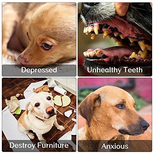 M JJYPET Dog Toys, Dog Chew Teething Toys for Small Medium Breed Chewers, No Stuffing Plush Squeaky Dog Toys,Dog Rope… - Image 4