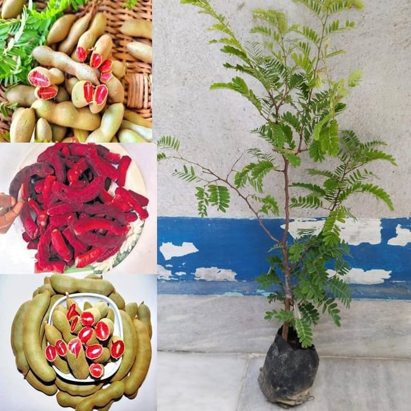 Tamarind Red Sweet Variety Imli Fruit Grafted Live Plants & Tree(1.5-3 Feet Size) for Plant Pack of 1 (B0D44R2N3F) Amazon Price History, Amazon Price Tracker