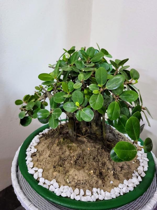 Ficus Microcarpa Live Plant 6-10 Inch Home Indoor Bonsai (1 Live Healthy Plant)-image-19