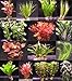 10 Bunde mit über 80 Aquarium-Pflanzen - großes buntes Sortiment für EIN 100 Liter Aquarium, Wasserpflanzen für Vorne, Mitte und Hinten