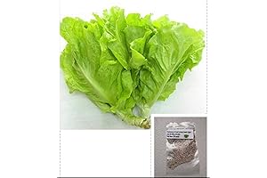 250 Hạt Giống Rau Xà Lách Việt Nam - Hạt Hiếm Cỏ...