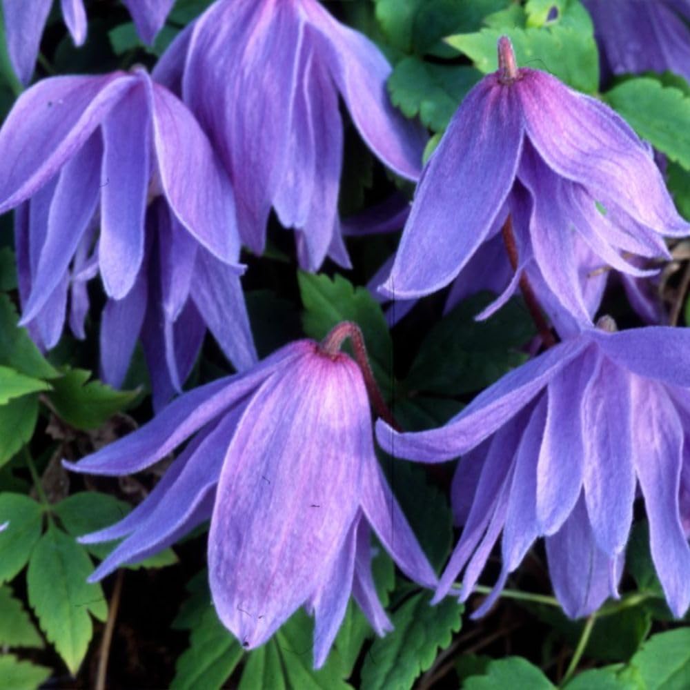 Clematis Macropetala - Old Man's Beard Plant with Nodding Semi-Double Mauve Flowers - Hardy Perennial for Low Maintenance Gardens – 1x 3 Litre Potted Plant by Thompson & Morgan