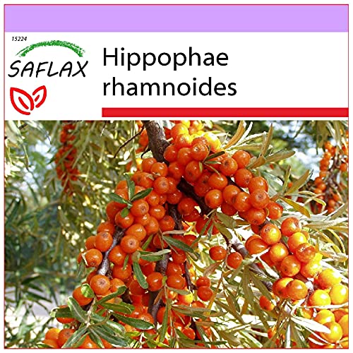 SAFLAX - Espino amarillo - 40 semillas - Hippophae rhamnoides