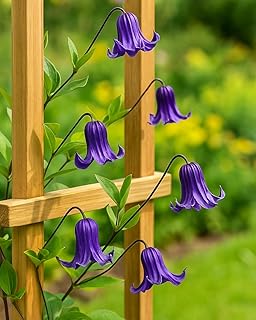 Perennial Farm Clematis 'Rooguchi' Hybrid – Live Flowering Vine in 4 Quart Container, Bell-Shaped Indigo-Purple Blooms, Non-Clinging Climber, Long Blooming, Ideal for Trellises, Arches & Containers