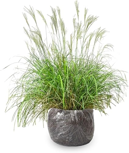 Miniatura 5 de Plántulas de césped ornamental, planta viva, completamente enraizada podada de nuevo a 5 a 9 Inc en pastos altos Plantas vivas perennes (miscanthus