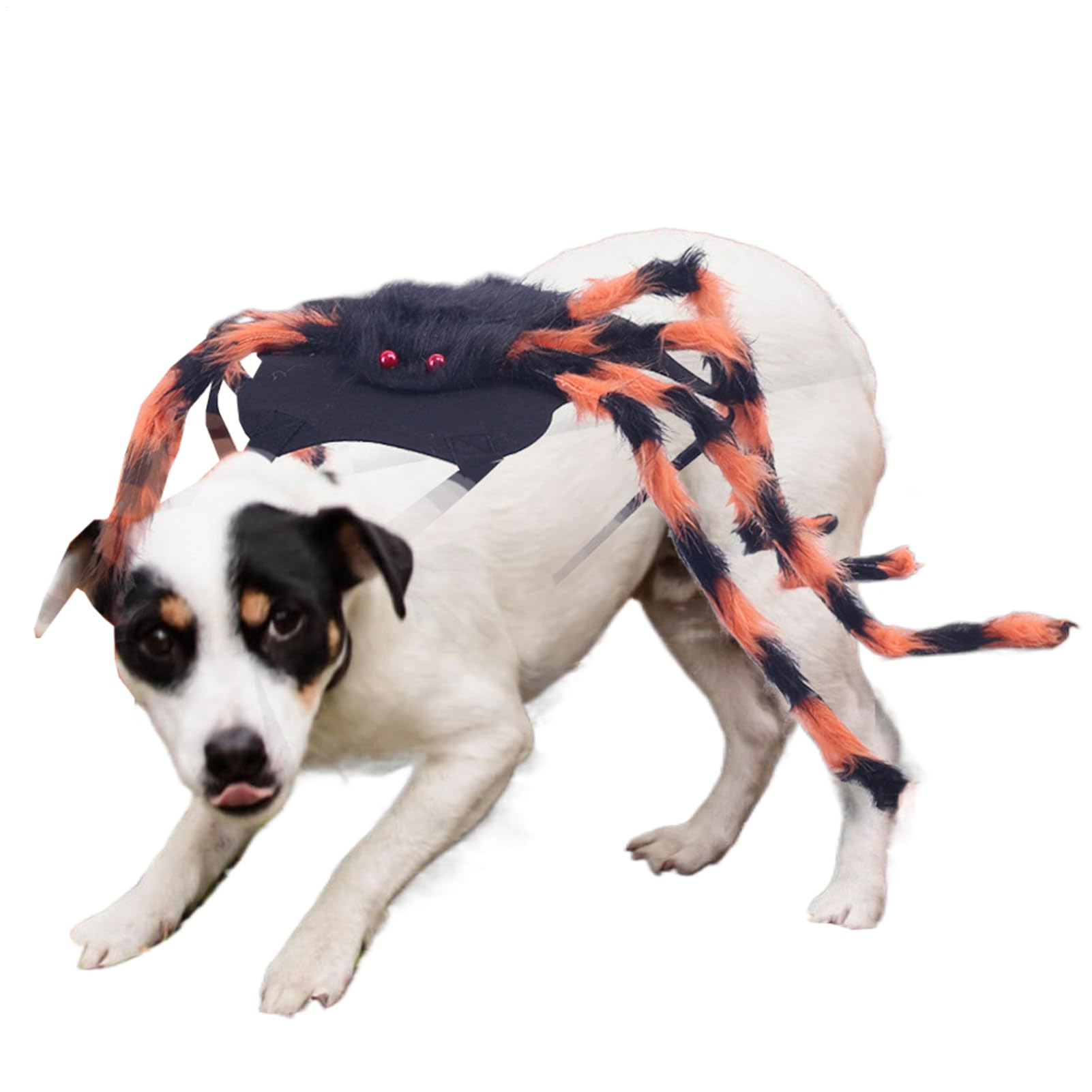 Costume d'araignée d'Halloween pour chien pour déguiser un chiot facilement