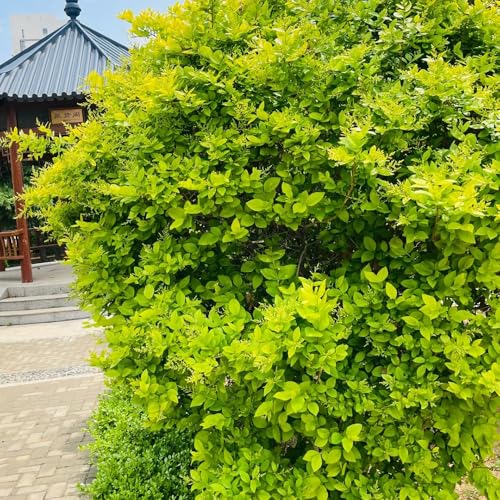 semi di ligustro, arbusti a crescita rapida di ligustro, decora arbusti resistenti autunnali resistenti d'appartamento 300pcs