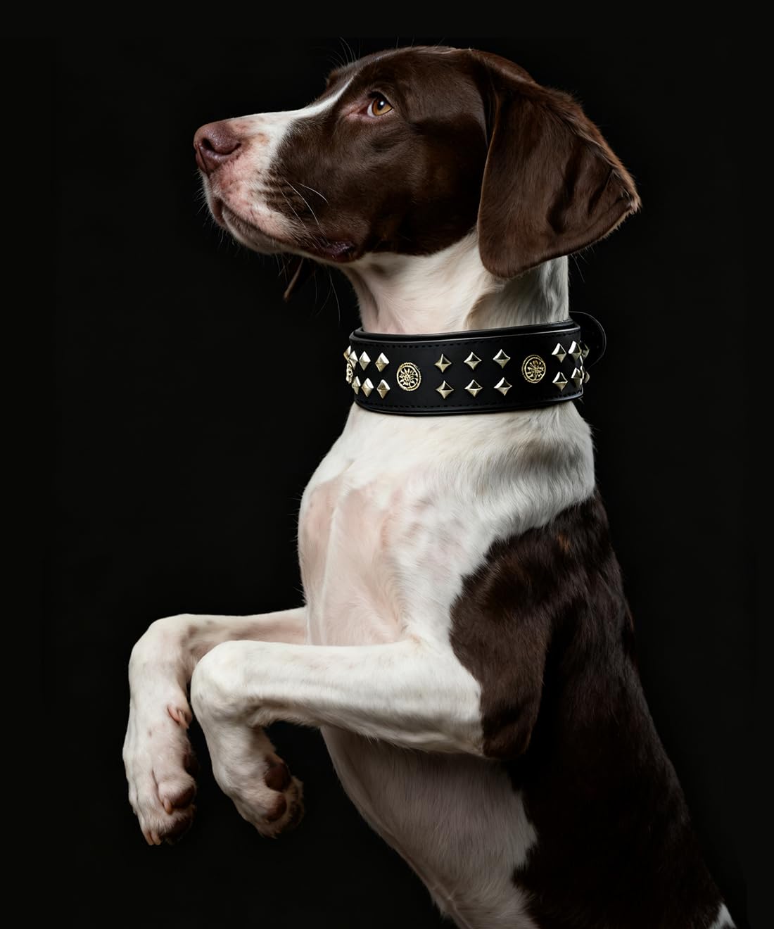 EliteGuard Collar de Perro de Cuero de 5,6 cm de ancho, hecho a mano con remaches y hebilla de acero inoxidable, para uso diario en perros grandes, color negro, 57,5-67,5 cm